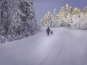 Woman walking dog on a winter road