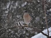 Cooper's Hawk 