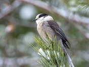 Gray Jay (Whiskey Jack)