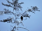 Bald Headed Eagle