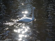 Magically the Ugly Duckling....