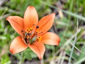 Hidden life in a flower