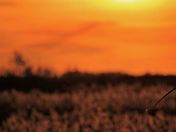 Another Prairie Sunset