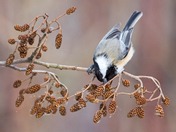 Chickadee