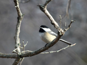 Black-capped Chickadee