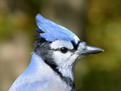 Blue Jay