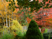 Autumn Yard