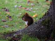 White Bellied Squirrel in Halifax