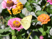 Yellow Butterfly
