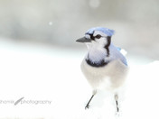 Blue Jay