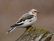 Snow Bunting