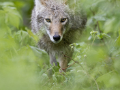 Coyote