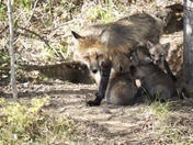 Momma Red Fox and her kits