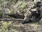 Baby  Red Fox Kits