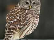 My new petâ€“owl