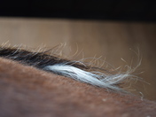 Tuft of Mane