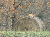 little fox sleeping