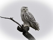Snowy Owl