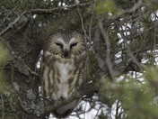 Northern Saw Whet Owl