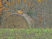 little fox