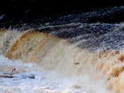Salmon Jumping at Big Falls