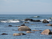 Sea Otter enjoying lunch