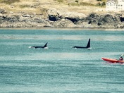 What are they looking at?