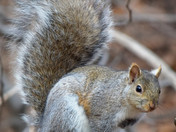 Grey Squirrel