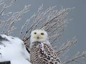Snowy Owl