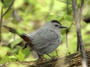 Gray Catbird