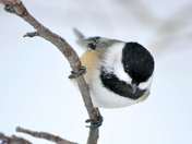 Chickadee