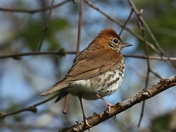 Wood Thrush