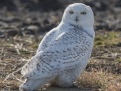 Ms. Snowy Owl