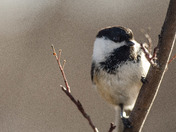 Friendly Chickadee