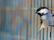 Posing Chickadee