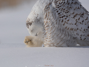 Snowy Owl Grooming