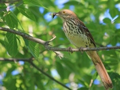 Brown Thrasher Having Lunch