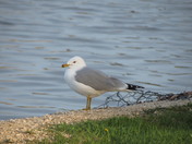Seagull