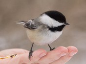 Chickadee-dee-dee