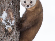 Pine Marten
