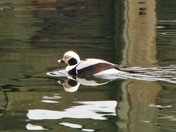 Long Tail Duck