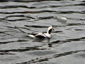 Long Tail Duck