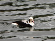 Long Tail Duck