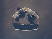 Sunrise Skirmish at the Window Feeder