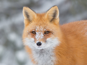 Fox Portrait