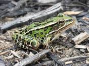 Leopard Frog