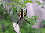 Black And Yellow Garden Spider