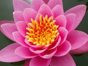 Pink Water Lily