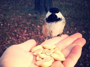 Chickadee "Up close and personal"