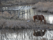 Belgian Horse Reflected